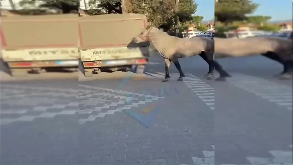 at-nereye-gidiyor