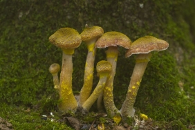 Geyve-Sinirindaki-Yanan-Ormanlar-Kuzugobegi-Mantari-Kaynagi-Oldu-featured