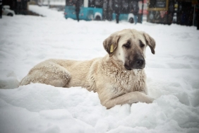 Kocaali8217de-Kaybolan-Kangal-Kopegi-Icin-100-Bin-TL-Odul-Teklifi-featured
