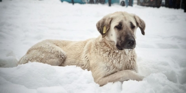 Kocaali8217de-Kaybolan-Kangal-Kopegi-Icin-100-Bin-TL-Odul-Teklifi-featured