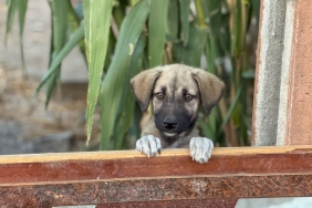Pati-Izi-Dernegi-7008217den-Fazla-Cani-Yuvasina-Kavusturdu-featured