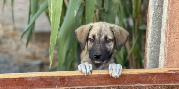 Pati-Izi-Dernegi-7008217den-Fazla-Cani-Yuvasina-Kavusturdu-featured